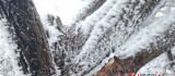 Ağbaba, Darende'de Kayısı Ağaçları Buzlanma Kurbanı