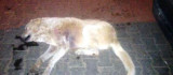 Arapgir Belediyesinden Köpek Katliamı