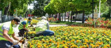 Malatya Parklarını Yazlık Çiçekler Süslüyor