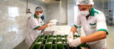 MEGSAŞ Çölyak Hastası Vatandaşlar İçin Glütensiz Ekmek Üretimine Devam Ediyor