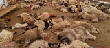 Yazıhan'da Küçükbaş Hayvan Sürüsünü Aç Kurtlar Telef Etti