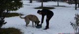 Yeşilyurt Belediyesi, Kar Yağışı Sonrası Sokak Hayvanlarını Unutmadı