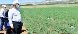 Yeşilyurt'ta Tarımsal Üretim Ve Ar-Ge Sahası Kurdu